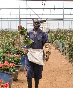 Kwiaty z Afryki zalewają polski rynek. Producenci ostrzegają