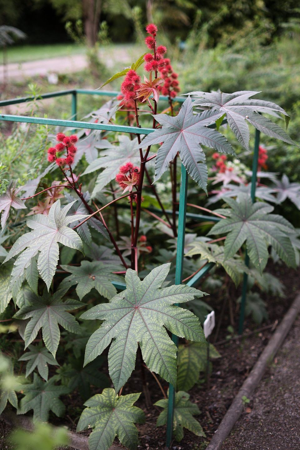 Rącznik pospolity (Ricinus communis) w Ogrodzie Botanicznym Uniwersytetu Jagiellońskiego w Krakowie