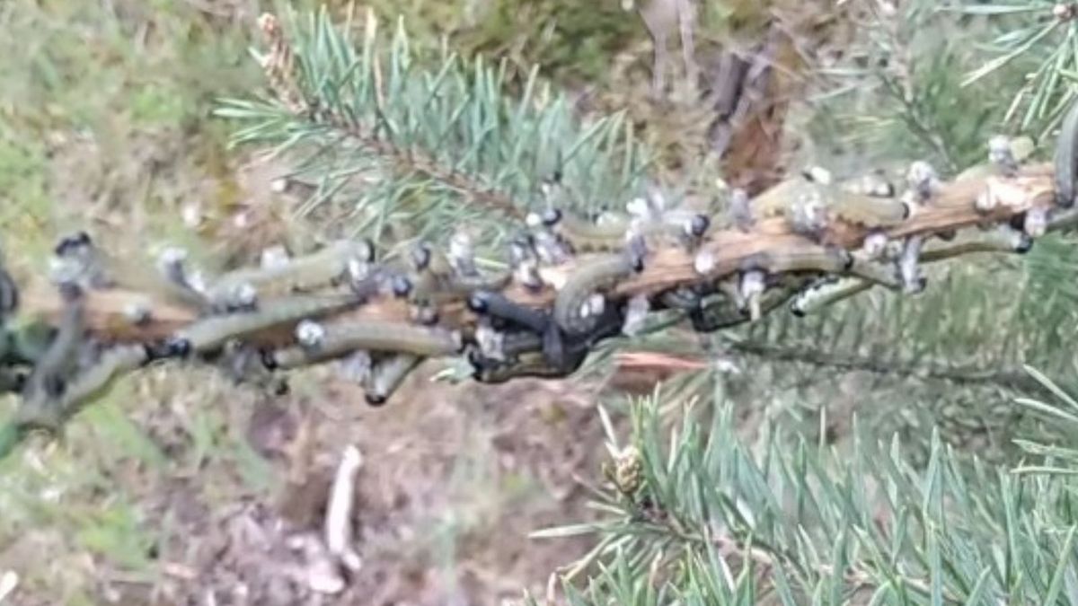 Leśnicy pokazali niezwykłe nagranie