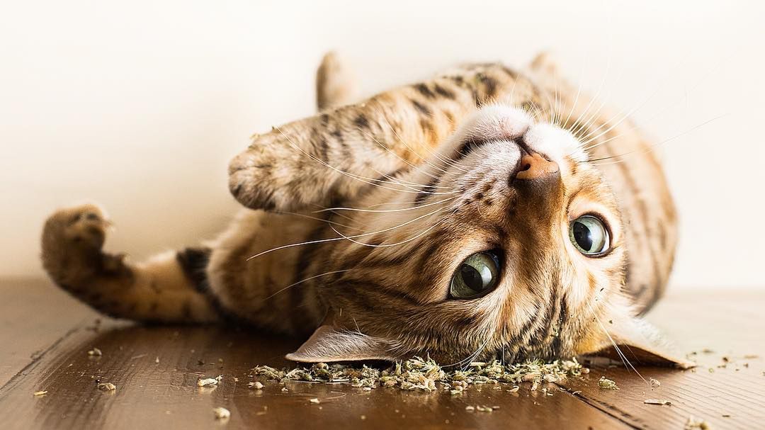 Koty na haju - zobacz, jak zwierzęta reagują na kocimiętkę 1