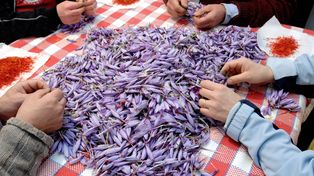 Zbierają go ręcznie tylko o świcie. To najdroższy produkt, jaki masz w swojej kuchni