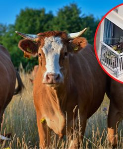 Hodował bydło na balkonie. Chińczyk trzymał 7 krów na tarasie