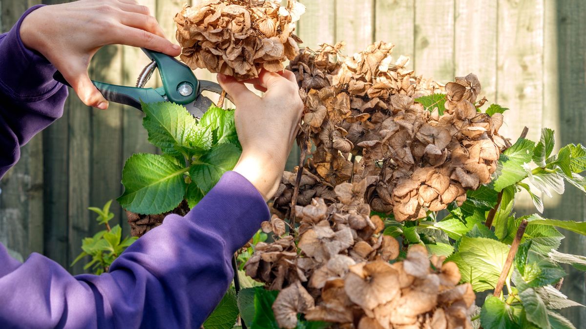 Hands pruning a hydrangea bush with secateurs against a wooden fence
Close-up view of woman hands with secateurs pruning hydrangea bush against a wooden fence in a garden on a sunny day
Olga Dobrovolska