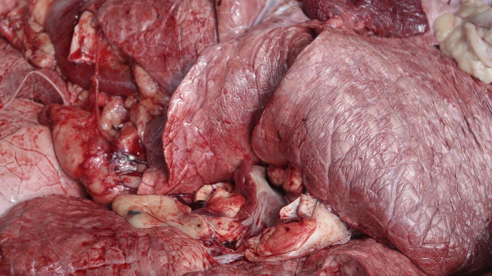 Surowe płuca wołowe