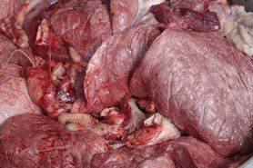 Surowe płuca wołowe