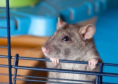 zajumane z hamster-rat.blog.onet.pl