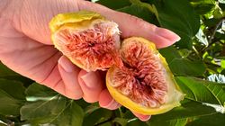 Dla jelit, serca i skóry. Co dzieje się w ciele, gdy regularnie jesz figi?