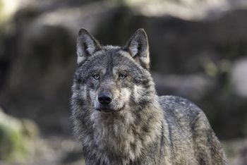 Ugryzł kobietę w nogę. Sąd w Holandii zdecydował o odstrzelaniu
