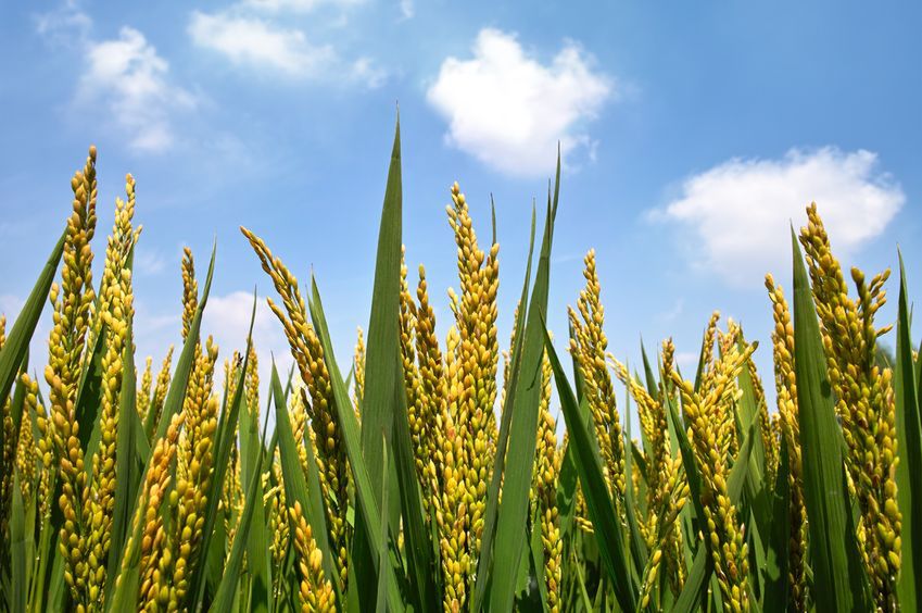 Nie szkalujcie GMO - naukowcy apelują do Greenpeace