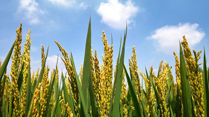 Nie szkalujcie GMO - naukowcy apelują do Greenpeace