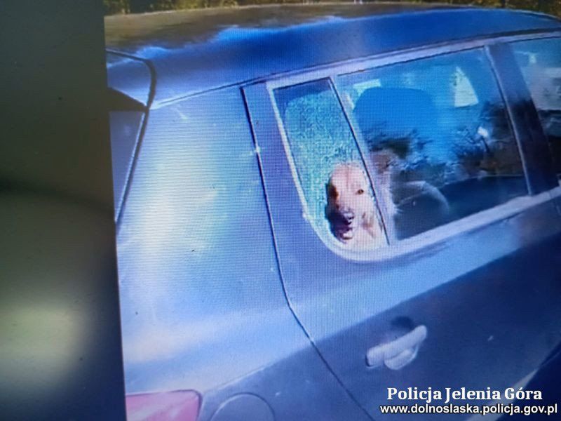 Szklarska Poręba. Policjanci wybili szybę ratując psa z nagrzanego samochodu