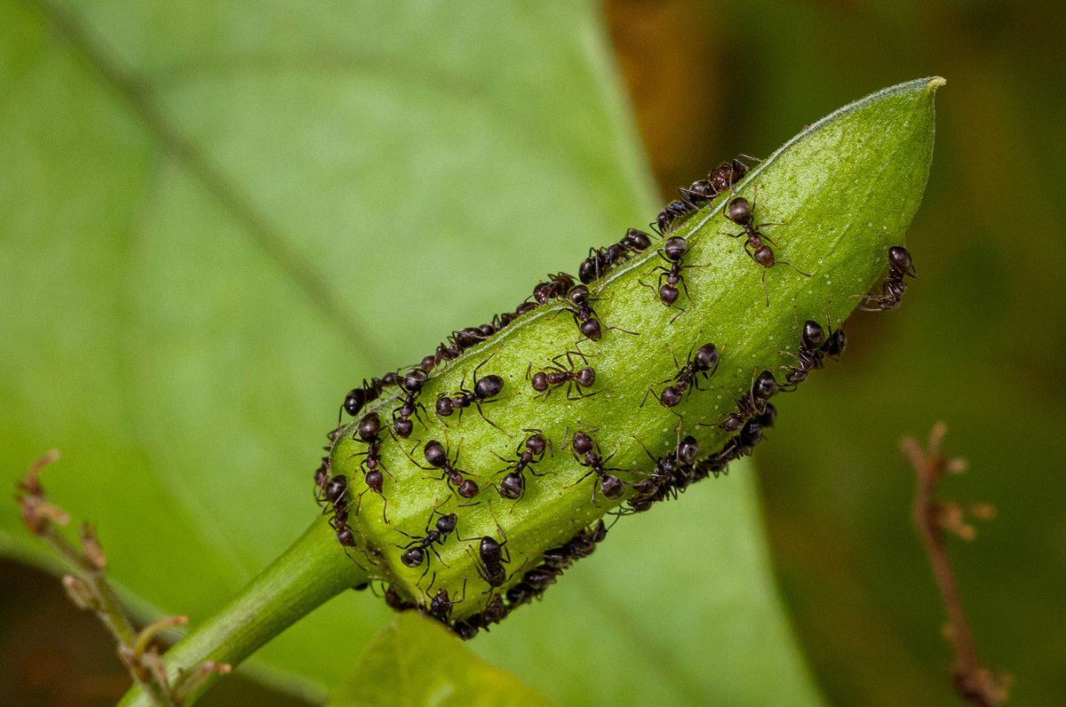 Oprysk na mrówki możesz wykonać z wrotyczu. Fot. Getty Images