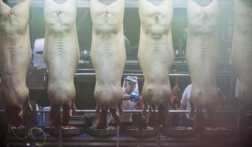 Śląsk. Ukradł 20 uwędzonych boczków…i obszedł się smakiem