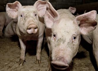 Afrykański pomór świń w Polsce. Wykryto trzecie ognisko choroby