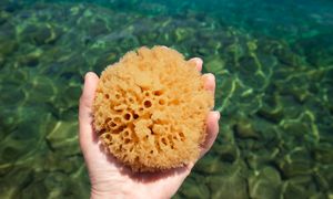 Najstarsze zwierzęta na świecie. Powstały 615 mln lat temu