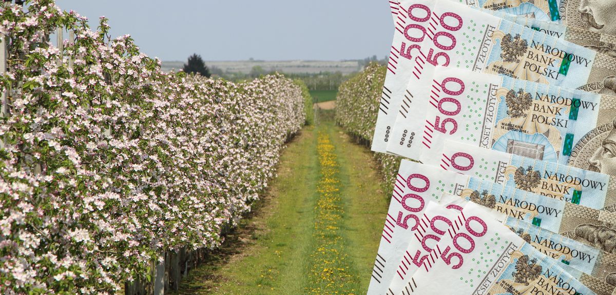 Pomoc dla sadowników do 2400 zł/ha. Wniosków przybywa, a czasu ubywa