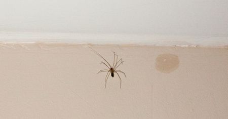 Weź z szafki w kuchni i spryskaj zakamarki w domu. Pająki uciekną, gdzie pieprz rośnie
