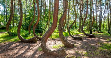 Chcą stworzyć Krzywy Las 2.0. "Jest ewenementem i miejscem magicznym"