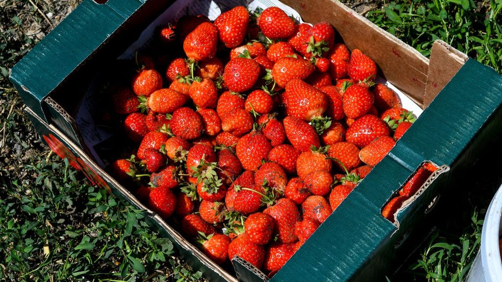 Jedzenie truskawek zmniejsza ryzyko tętniaka