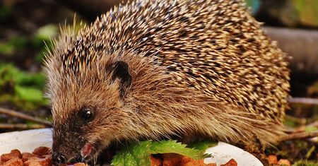 Grali jeżem w piłkę. Zwierzak nie przeżył