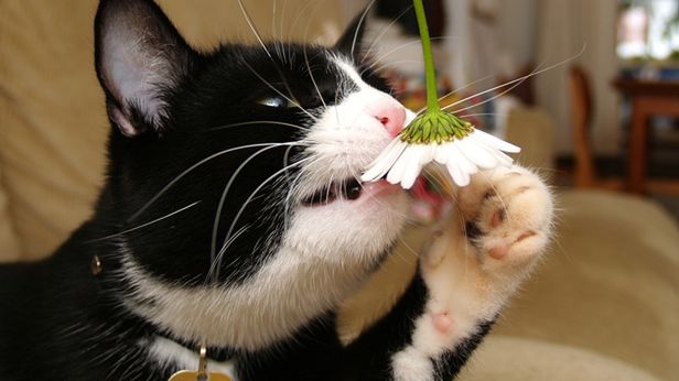 W skrócie: Najtańszy tablet świata, najpopularniejsze zwierzaki Internetu 1