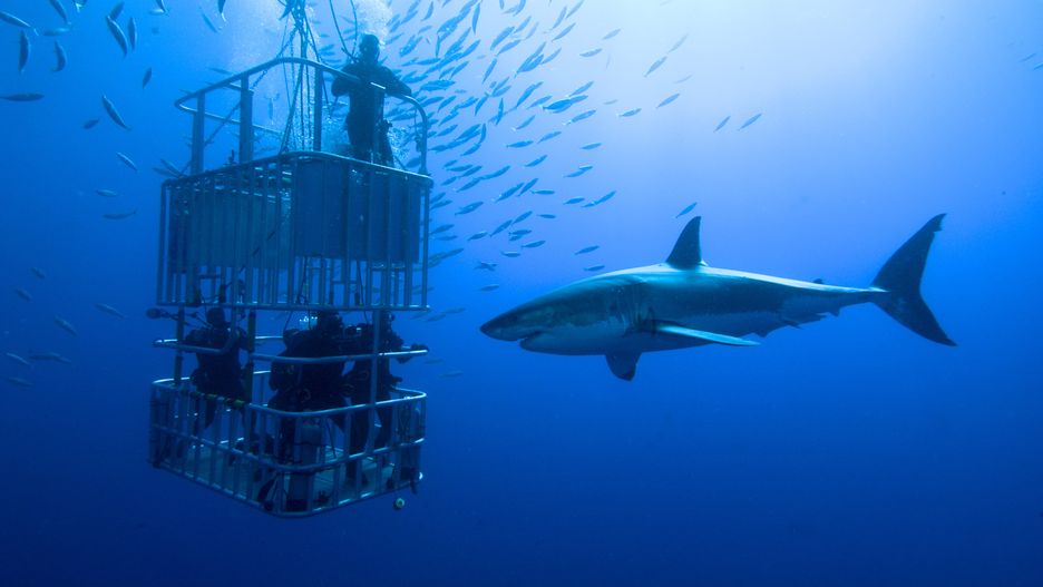 Nurkowanie z rekinami to popularna atrakcja w Meksyku