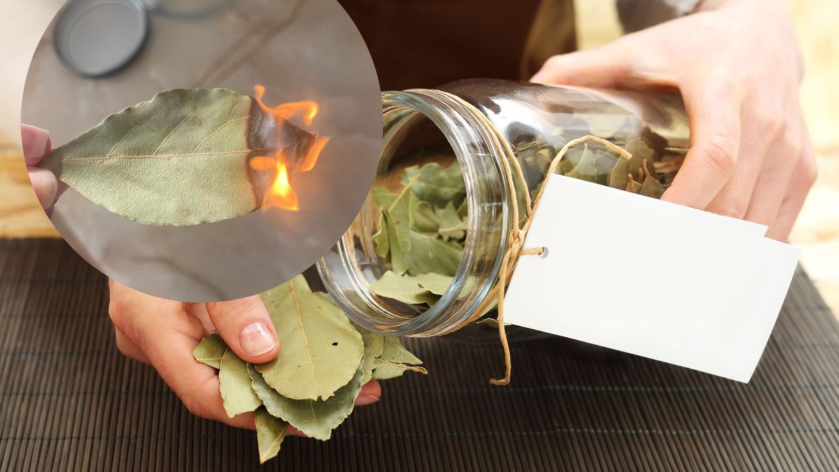Podpal liście laurowe i zobacz, co się stanie