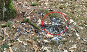 Śledztwo w lesie. Pokazali zdjęcia. Prawda wyszła na jaw