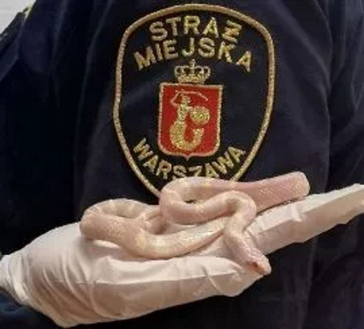 Warszawa. Wąż został zabrany przez strażników miejskich do zoo 