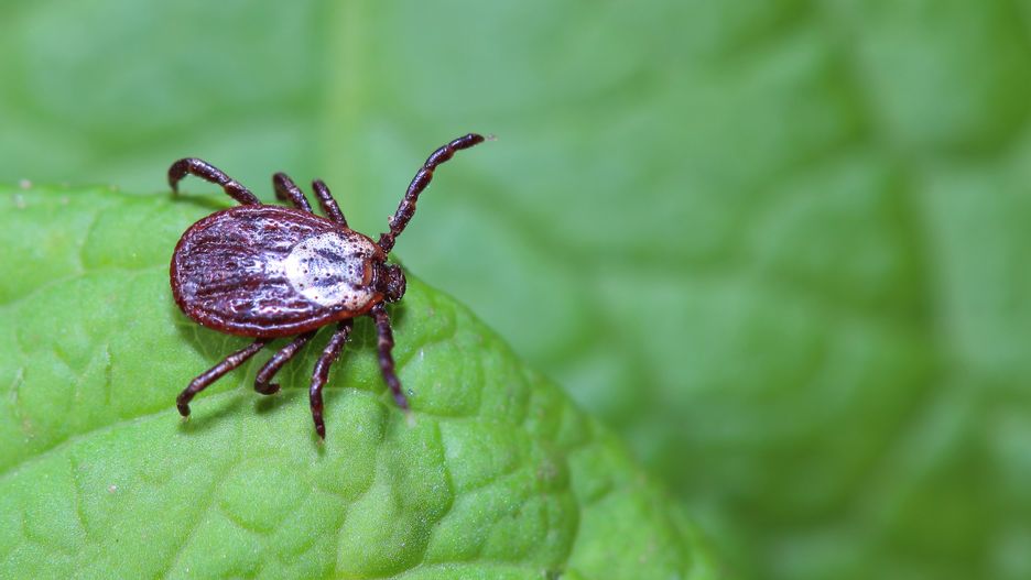 Vitalii Gulay
tick, acarus, parasite, insect, bug, nature, arachnid, ixodes, bloodsucker, closeup, plant, grass, green, pest, ixodid, straw, ticks, macro, disease, infection, arthropod, animal, natural, wild, forest, brown