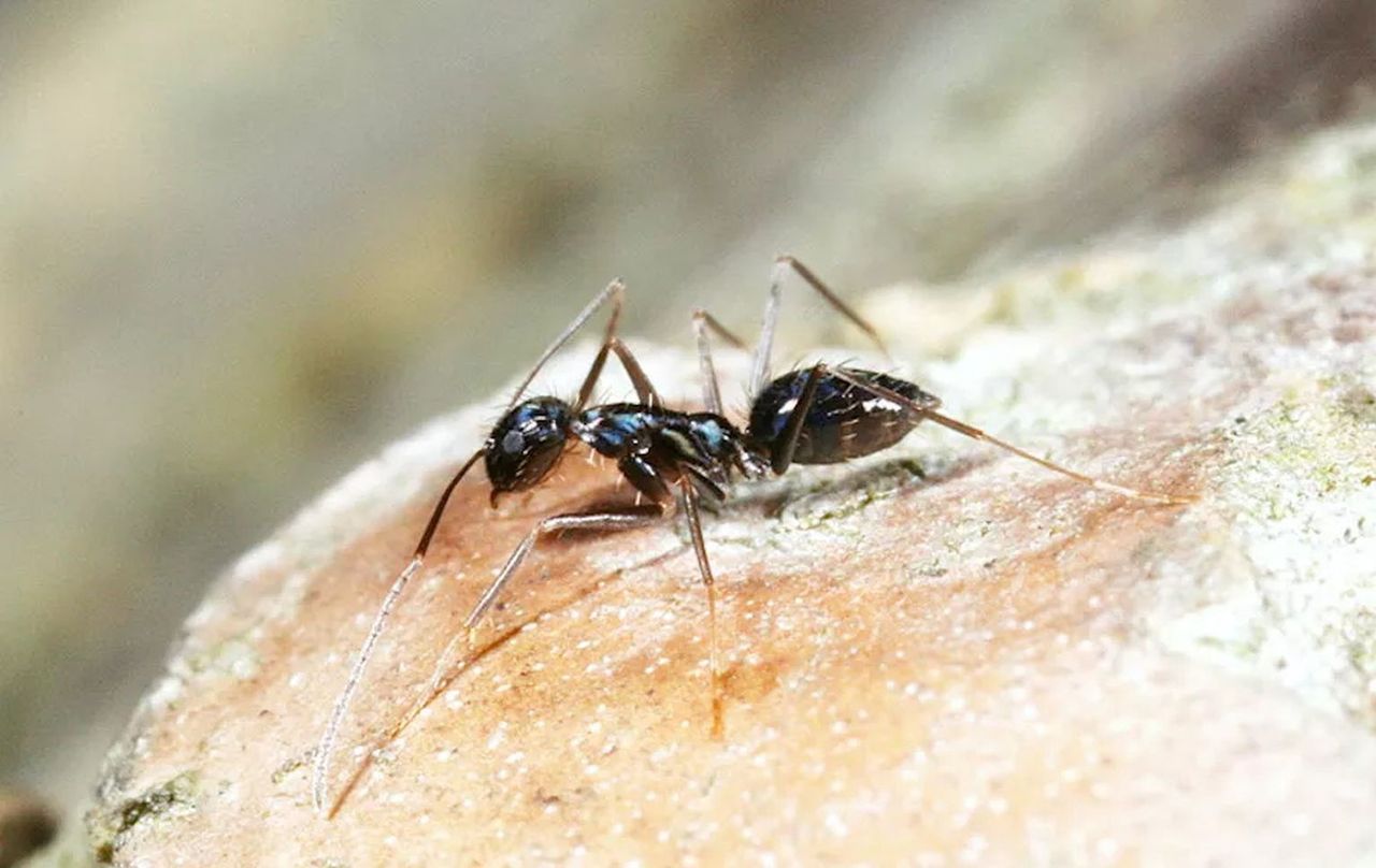 Mrówki kontra ludzie. Kto lepszy w manewrowaniu dużym obiektem w labiryncie?