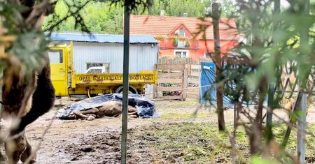 Koszmar pod Jelenią Górą. Wielbłąd przez tydzień konał w błocie