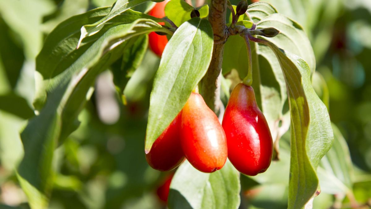 Dereń ma wiele właściwości leczniczych 