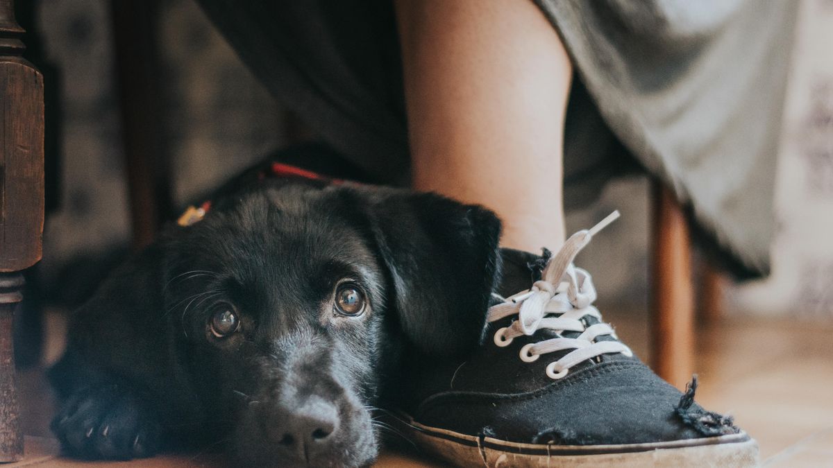Oto najbardziej urocze zdjęcia psów w konkursie The Kennel Club Dog Photographer of the Year 1
