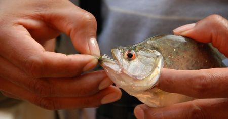 Piranie i wściekłe nietoperze na ulicach. Wielka powódź w Ameryce Południowej