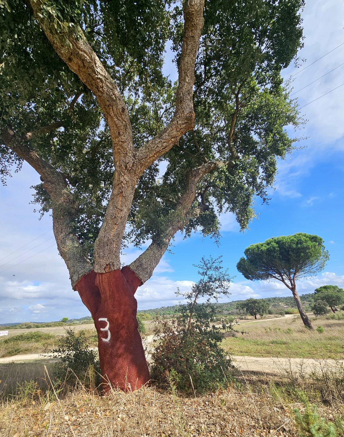 W Alentejo można poczuć iście sielski klimat