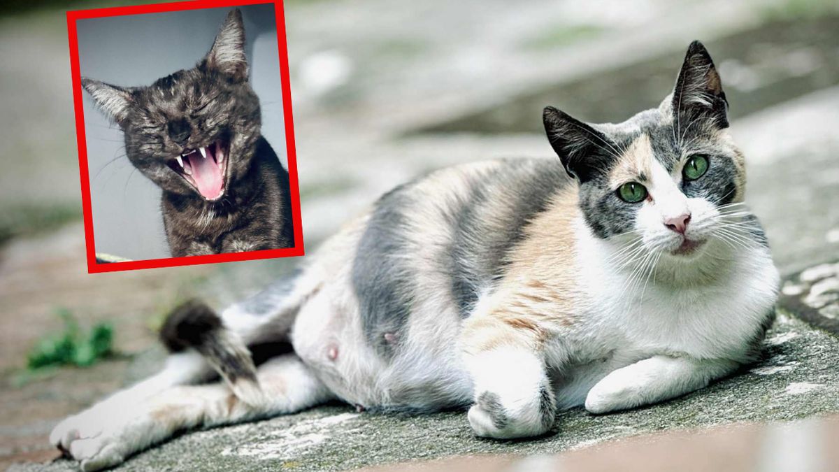 Koty również cierpią na demencję