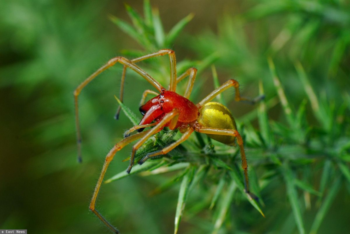 Kolczak zbrojny, jeden z najbardziej jadowitych pająków występujących w Polsce