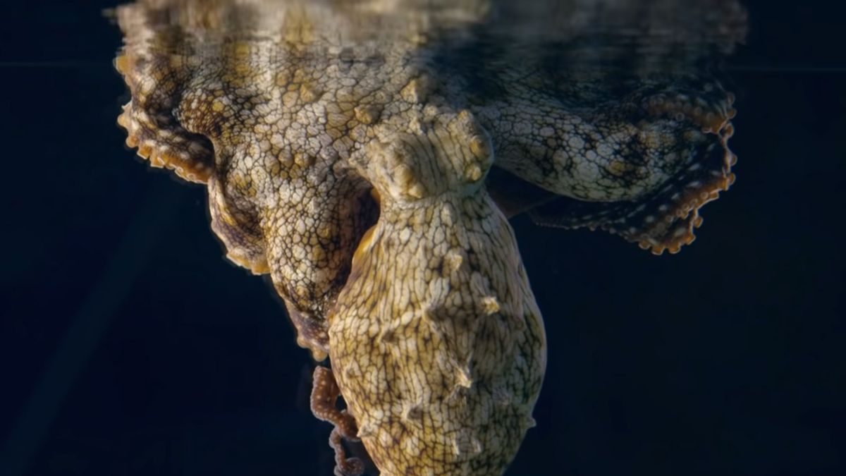 Ośmiornica zmieniała kolor bardzo gwałtownie podczas snu. To może być dowód na to, że te zwierzęta mają sny.