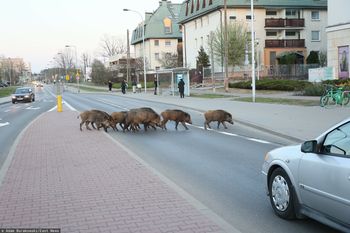 Nowy zespół w stołecznym ratuszu. Ma rozwiązać problem dzików