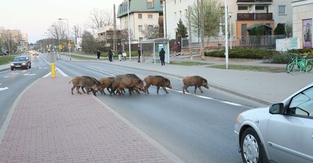 Nowy zespół w stołecznym ratuszu. Ma rozwiązać problem dzików