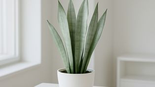Sansevieria Moonshine – co ją wyróżnia