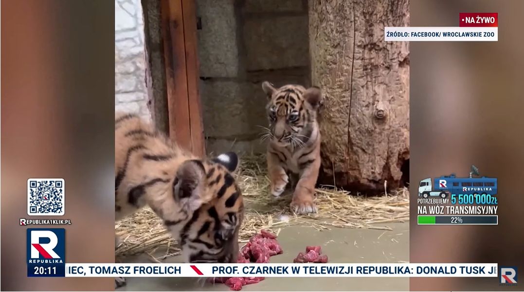 Dzień kota w Telewizji Republika