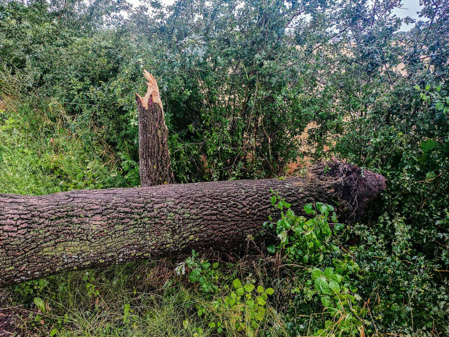 Skutki burzy w Grudziądzu i powiecie grudziądzkim