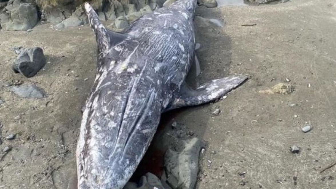 Martwy pływacz szary został wyrzucony na brzeg 