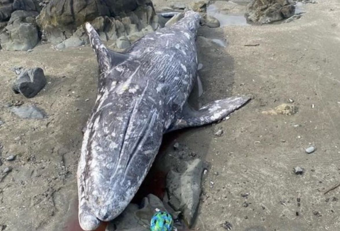 Tajemnicza śmierć wieloryba. Naukowcy są w kropce