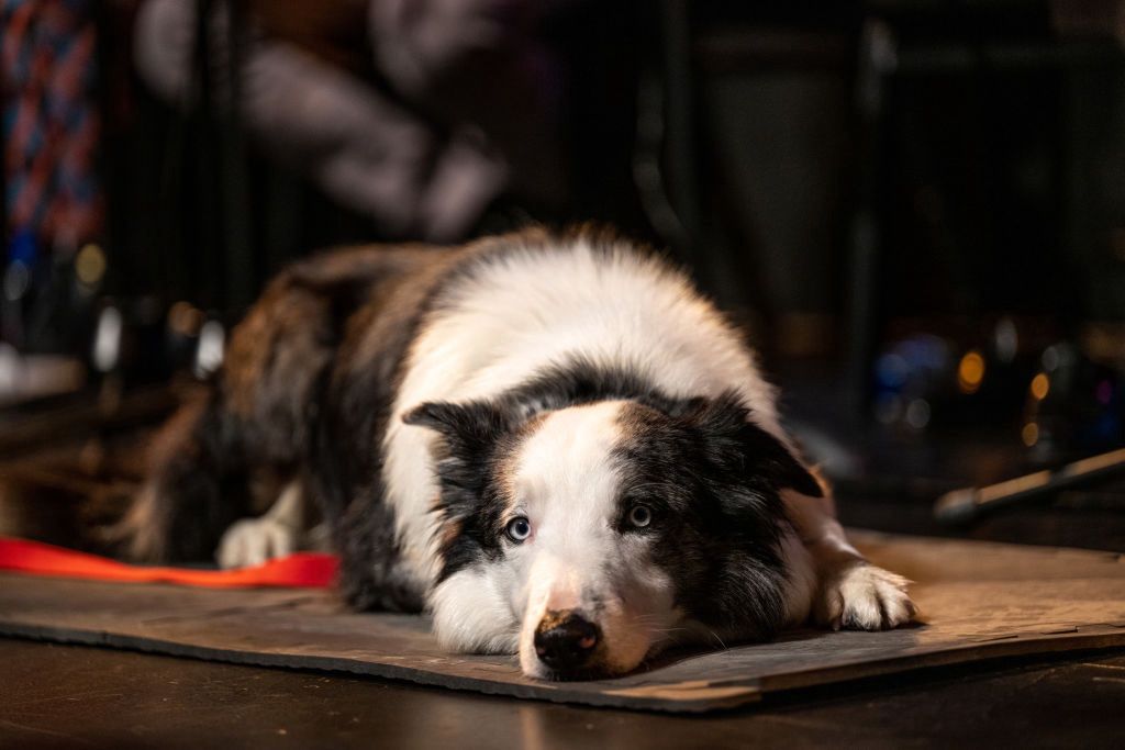 Messi's dog in the drawing rooms