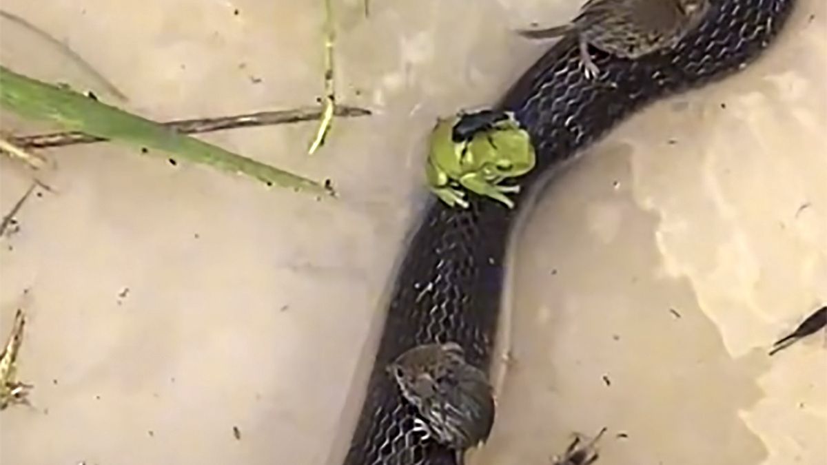 Myszy i żaba wdrapały się na węża, żeby utrzymać się nad powierzchnią wody