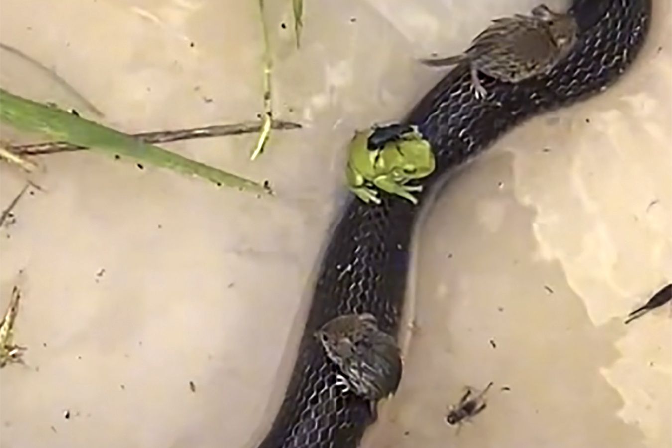Myszy i żaby wskakują na grzbiet węża. Nagranie jest hitem sieci