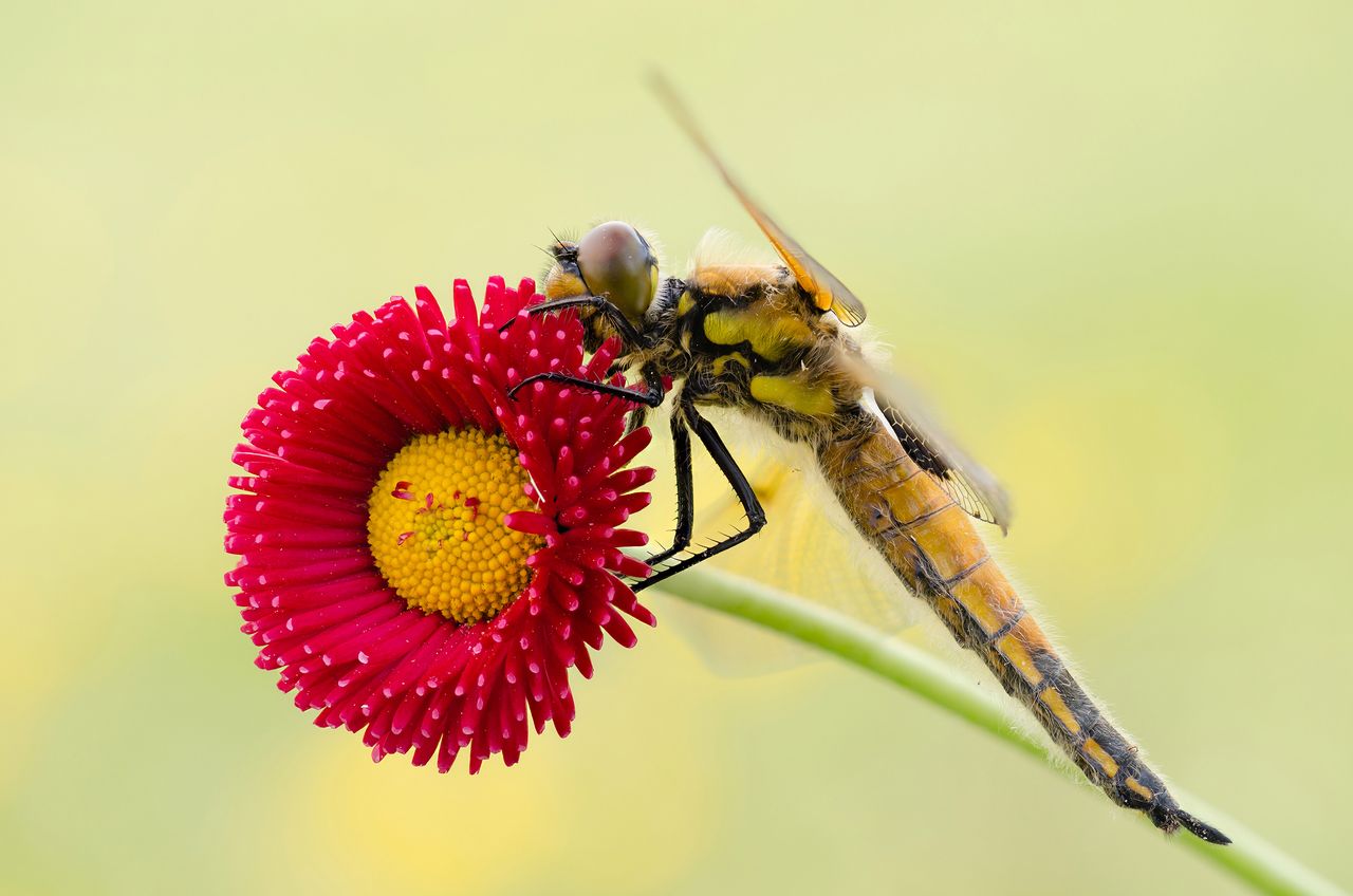 Z czasem Błoch wyspecjalizował się w dziedzinie fotografii makro, a najbardziej umiłował sobie temat kolorowych motyli oraz ważek. Przełomem w jego karierze było zrozumienie tego, że najlepszą porą dnia na fotografowanie owadów jest chłodny pranek, gdy zwierzęta są jeszcze zaspane i nie uciekają przed obiektywem. Pozwoliło to fotografowi na spokojną pracę i przygotowanie do sesji.